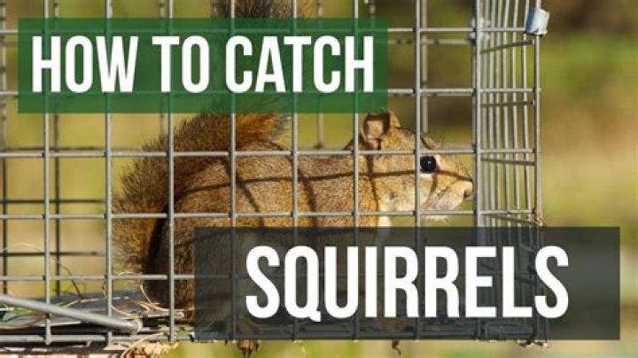 Do you trap squirrels?