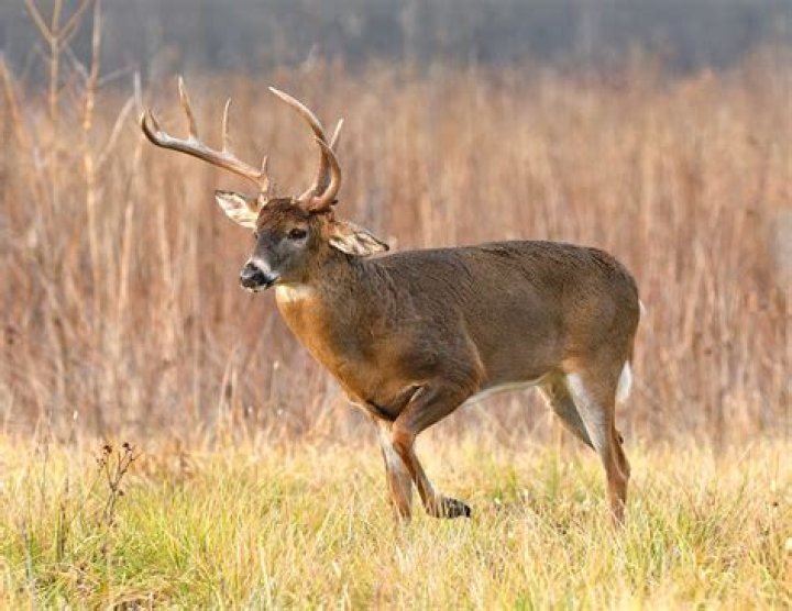Does a buck have horns?