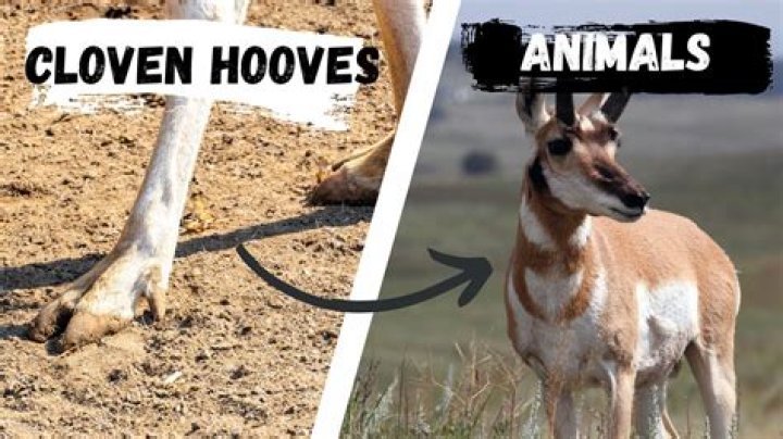 Does a cow have cloven hooves?