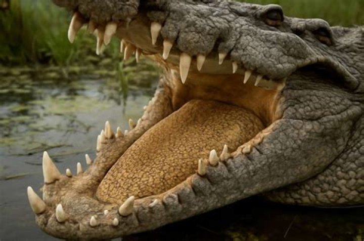 Does a crocodile have a tongue?