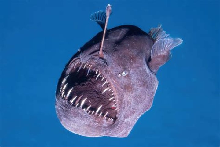 Does a devilfish look like?