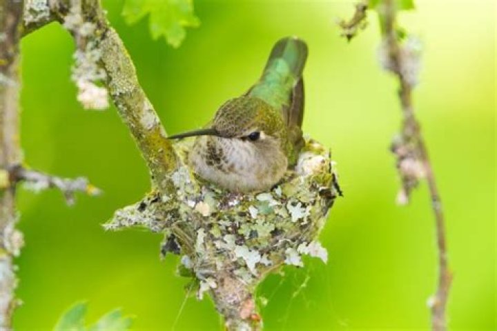 Does a hummingbird nest look like?
