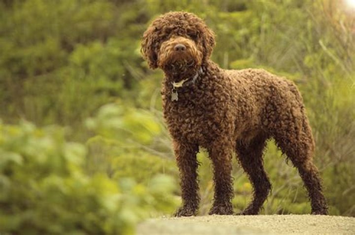 Does a lagotto romagnolo bark a lot?