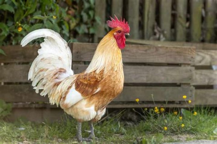 Does a rooster roost?