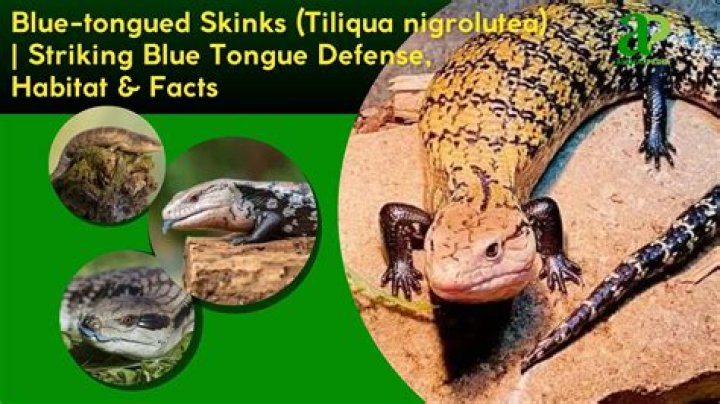 Does a skink have teeth?