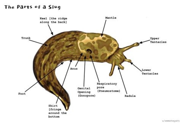Does a slug have a shell?