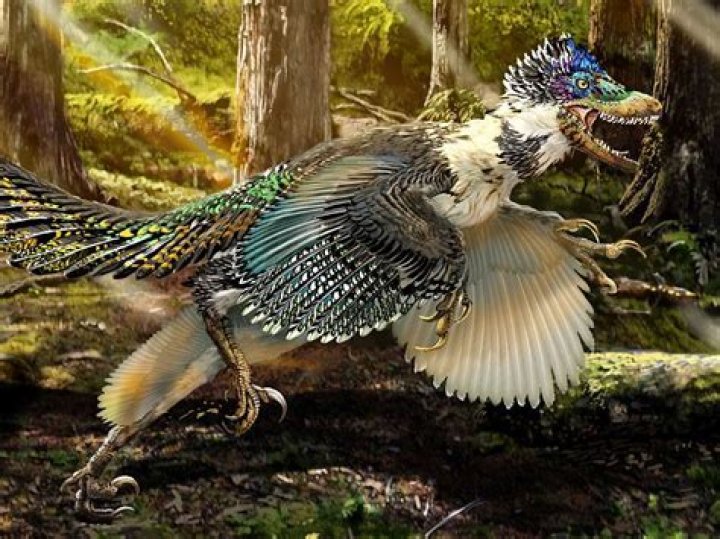 Does a velociraptor have feathers?