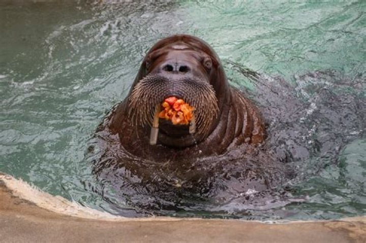 Does a walrus swim?