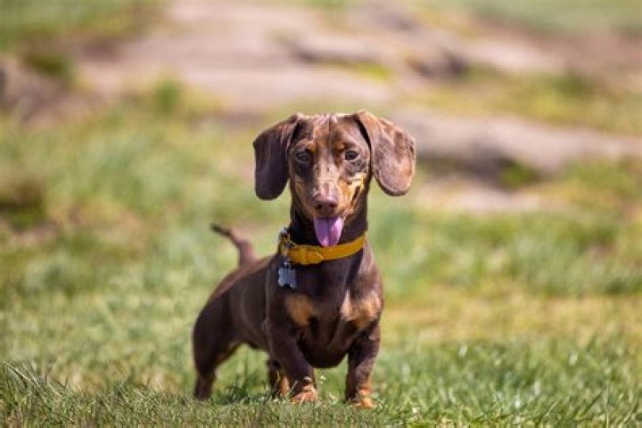 Does a wiener dog shed?