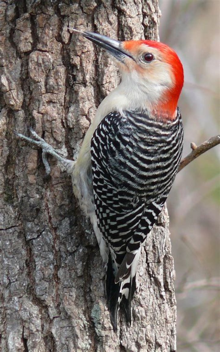 Does a woodpecker have a red head?