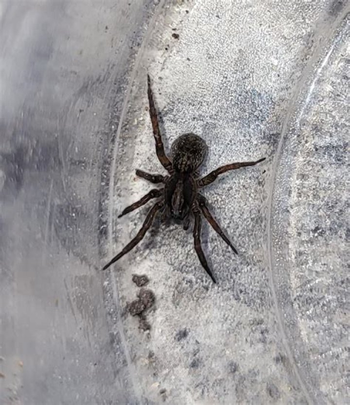 Does alberta have venomous spiders?