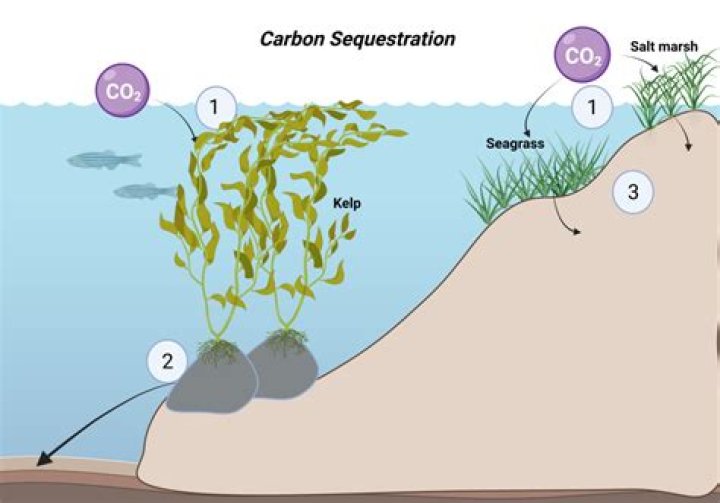 Does algae sequester carbon?