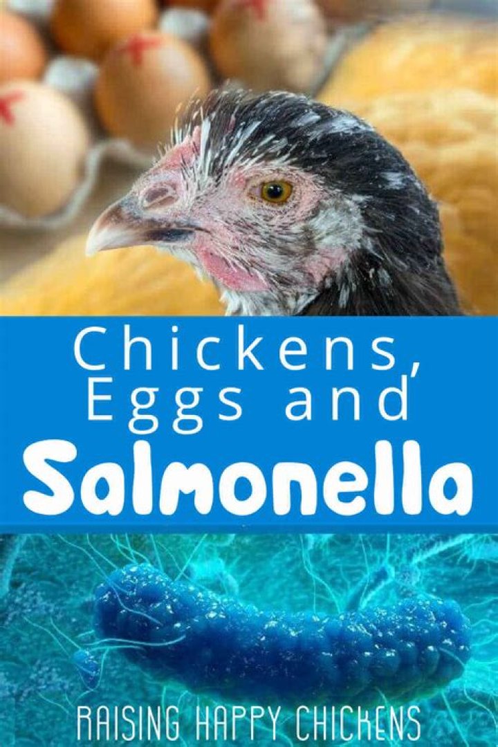 Does all poultry have salmonella?