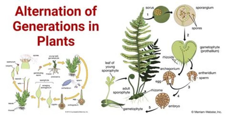 Does alternation of generations occurs in plants?
