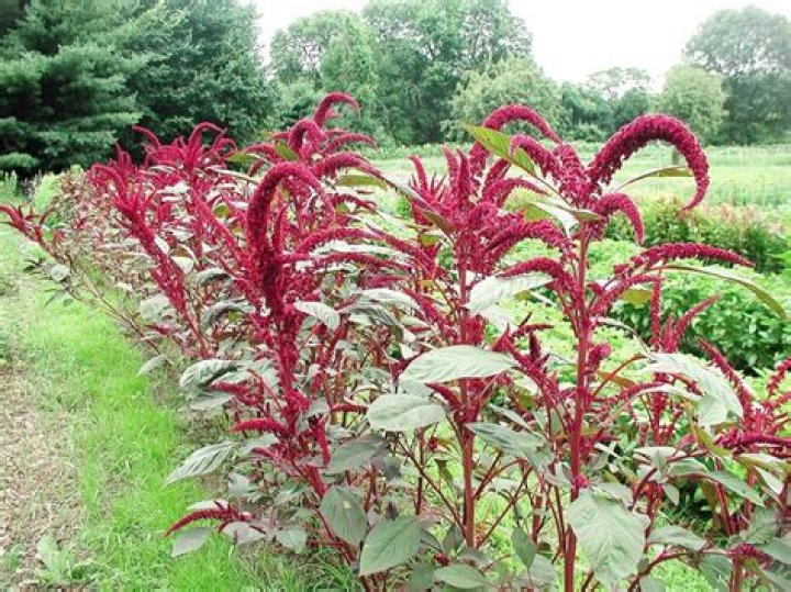 Does amaranth have gluten?