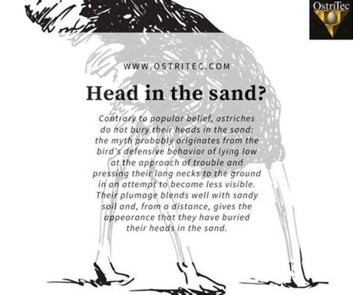 Does an ostrich bury its head?