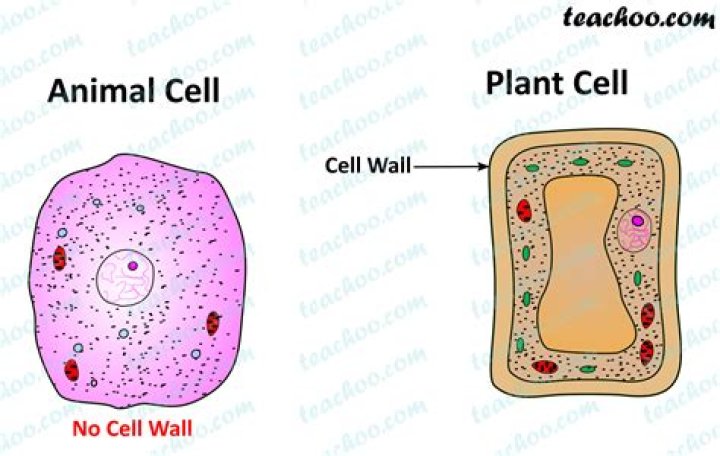 Does animals have cell walls?