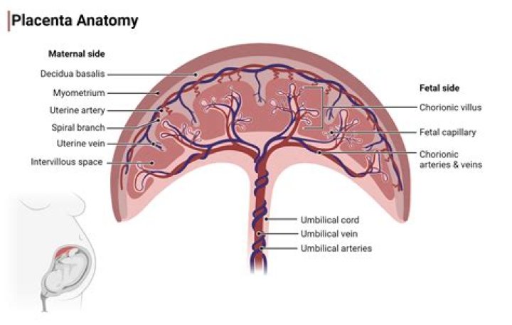 Does anterior placenta cause back labor?