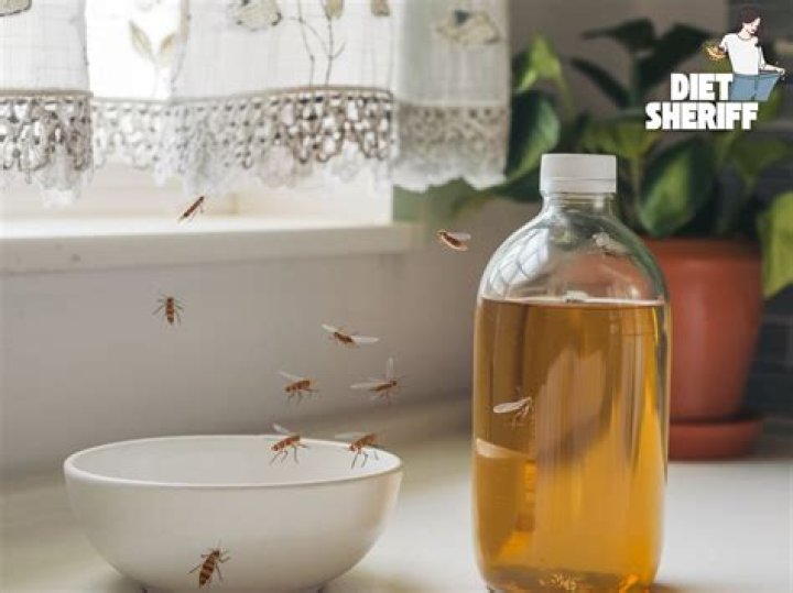 Does apple cider vinegar get rid of gnats?