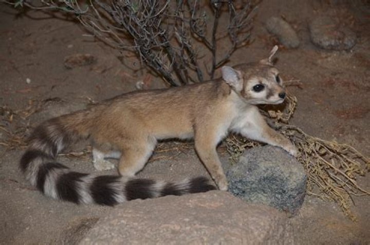Does arizona have ringtail cat?