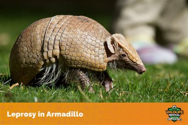 Does armadillos carry leprosy?
