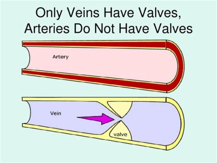 Does arteries have valves?