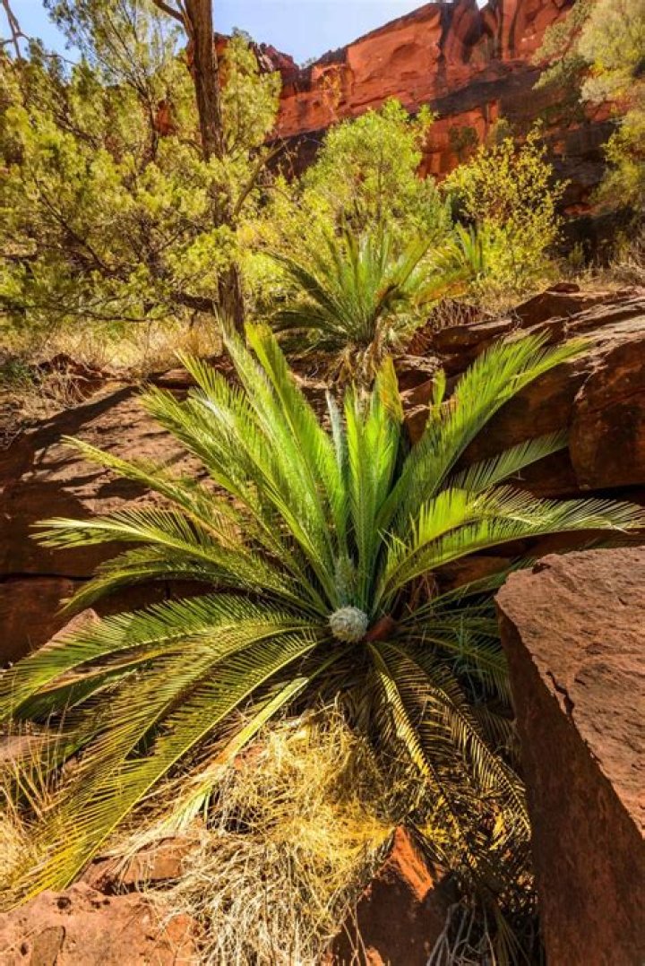 Does australia have cycads?