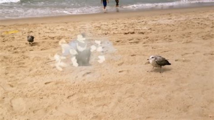 Does baking soda make seagulls explode?