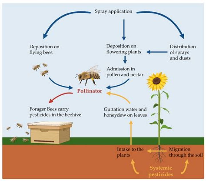 Does bayer systemic harm bees?