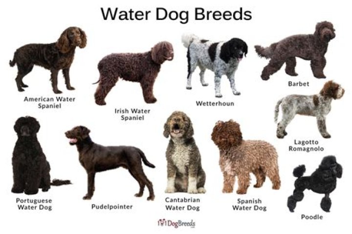 Does big cat own the waterdogs?
