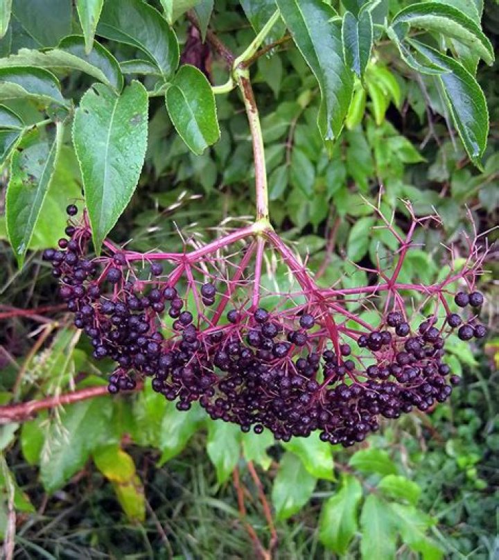Does black lace elderberry need a pollinator?