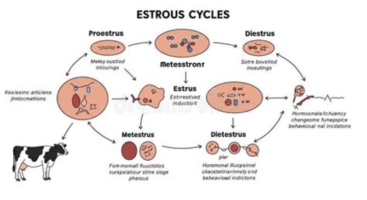 Does bleeding occurs in estrous cycle?