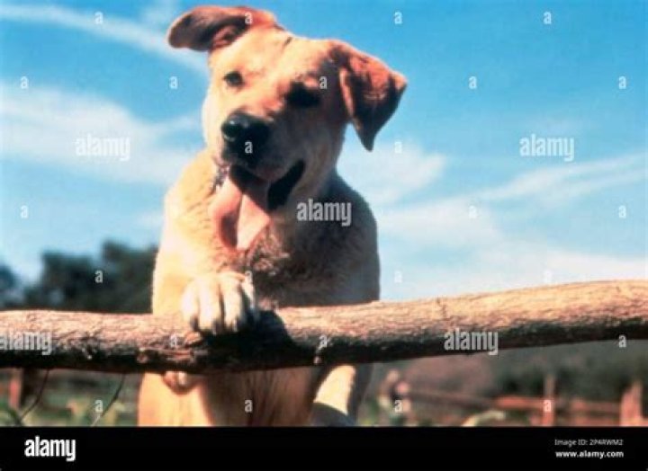 Does brahms kill the dog?