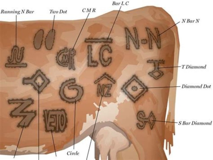 Does branding hurt cows?