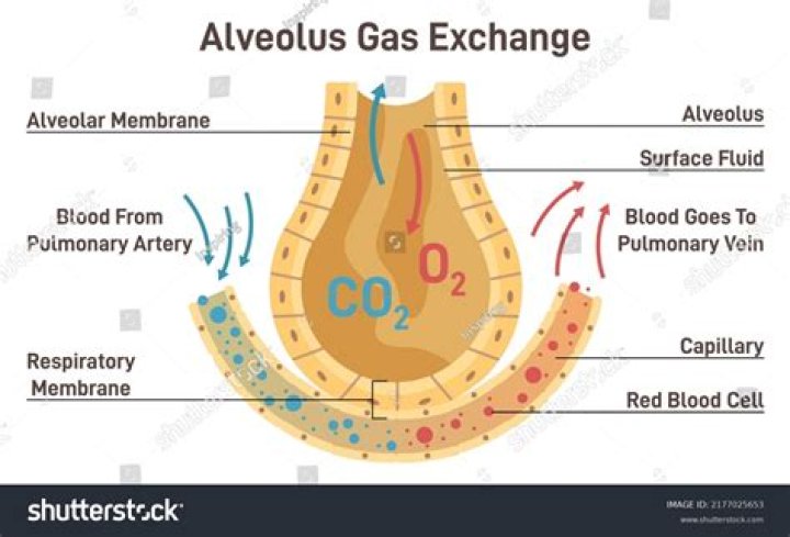 Does carbon dioxide diffuse into alveoli?