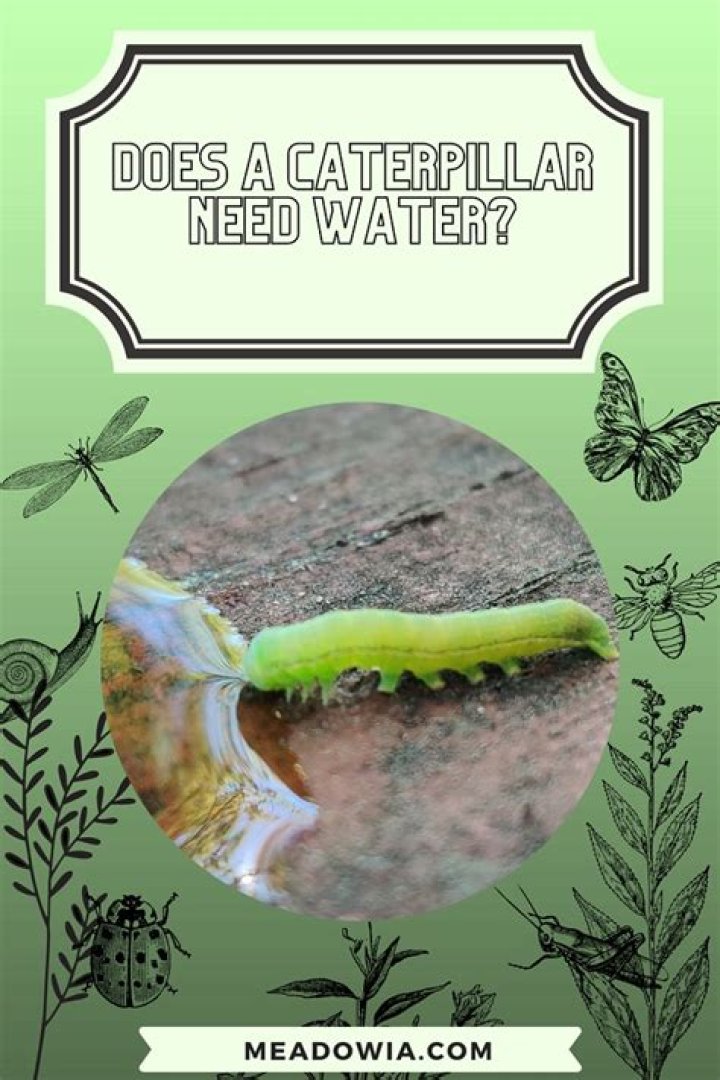 Does caterpillar need water?