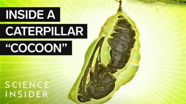 Does caterpillars make cocoons?