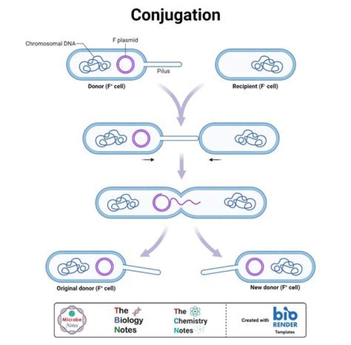 Does conjugation require f pilus?