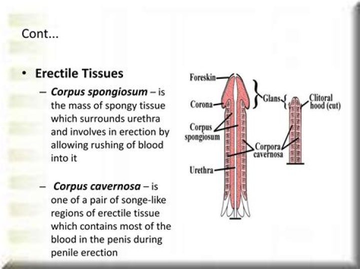 Does corpus spongiosum fill with blood?