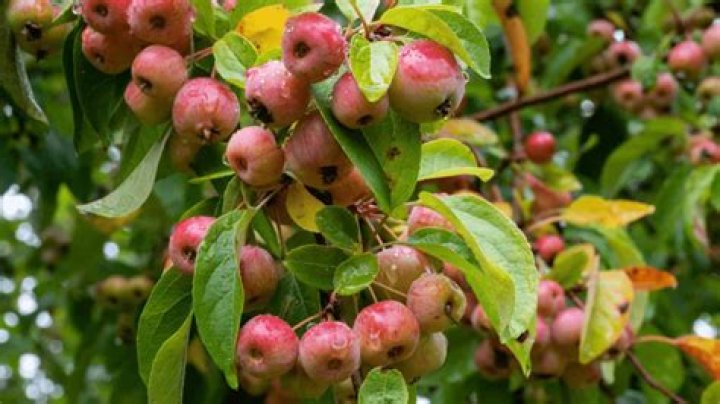 Does crabapple trees have fruit?