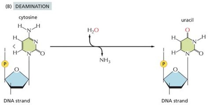 Does cytosine bond with?