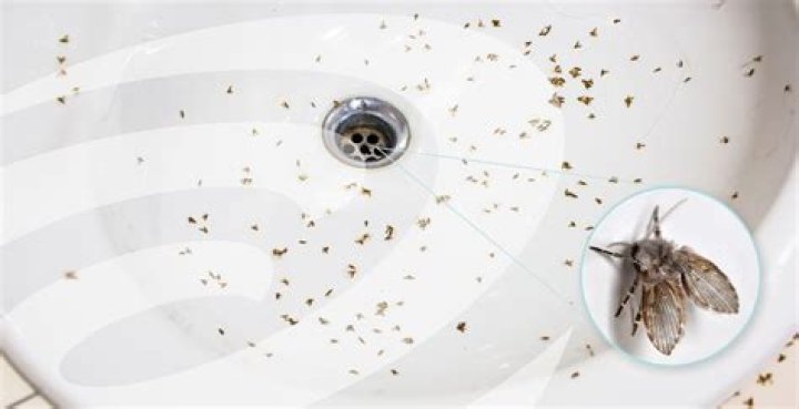 Does dampness cause flies?