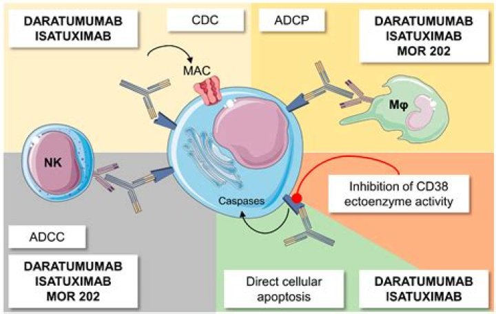 Does daratumumab suppress immune system?