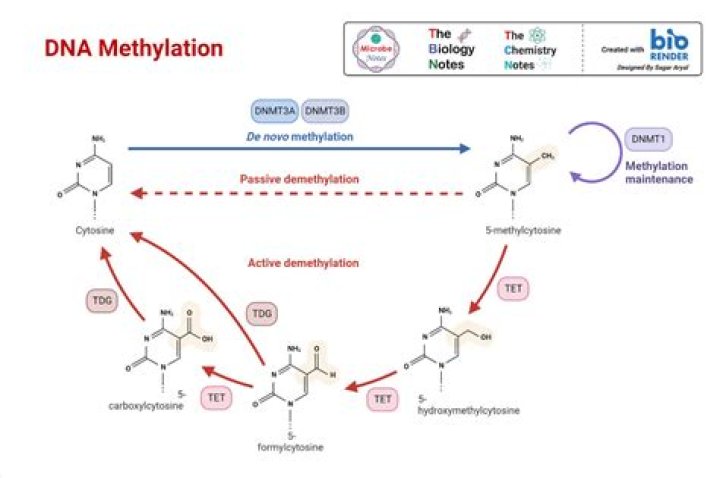 Does dna have enzymatic activity?