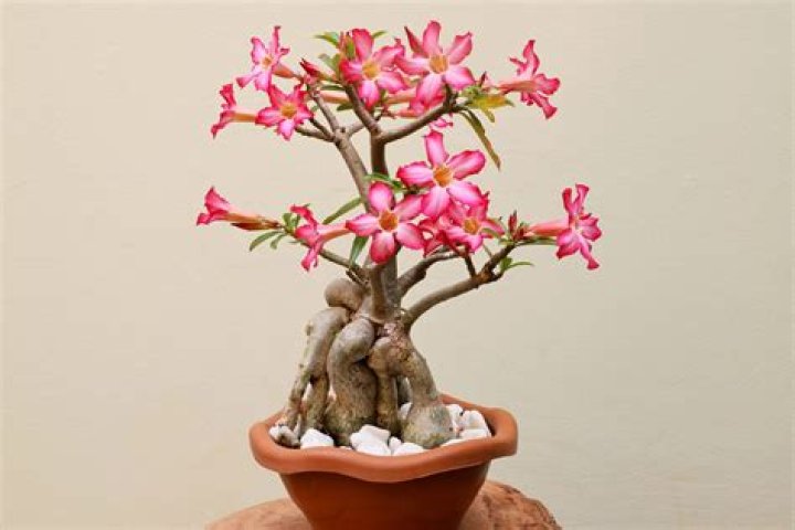 Does dog rose need support?