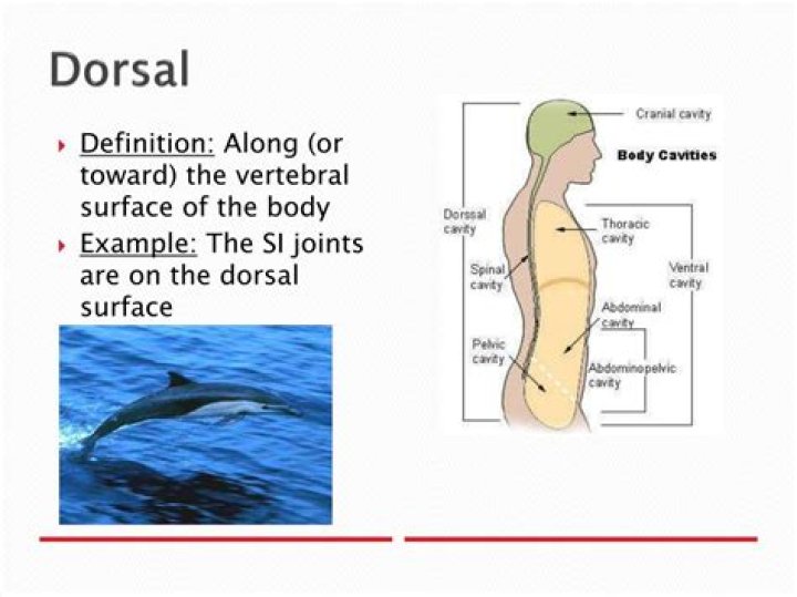 Does dorsal mean top?