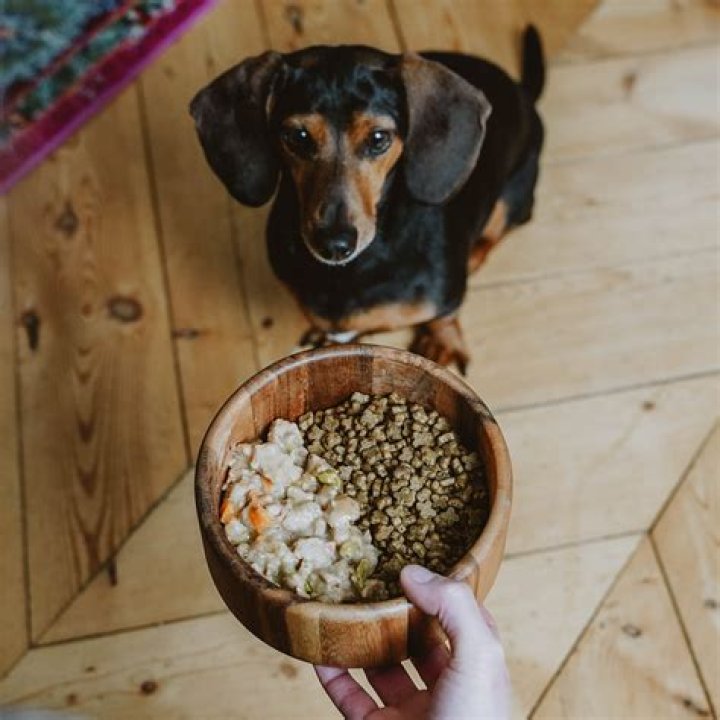Does dry kibble go bad?