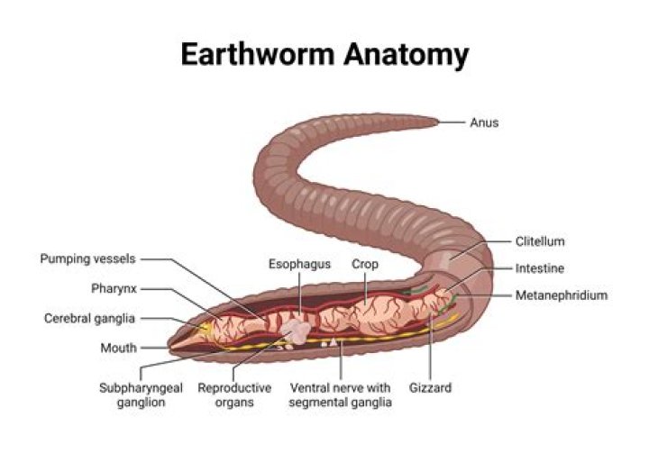 Does earthworm have many segments?