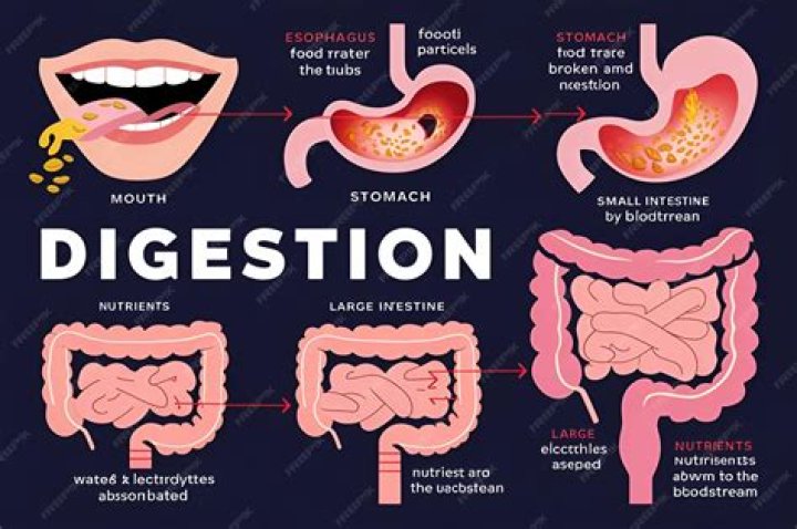 Does eating slower help digestion?