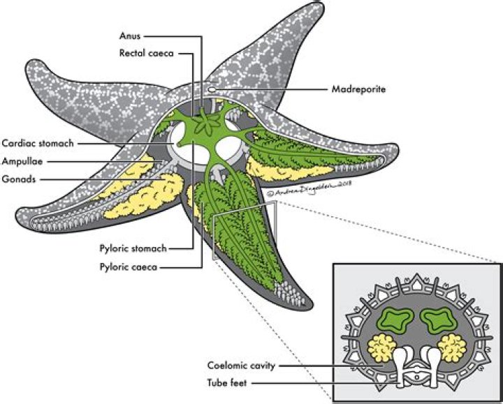 Does echinoderms have coelom?